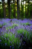 Lavender Woods Parfümöl